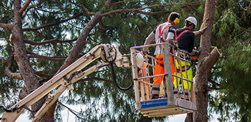 tree service in Oakland