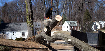 tree removal in Newark