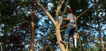 tree trimming in Orlando